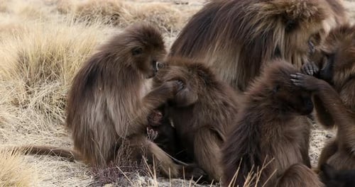 Gelada endémica en la montaña de Simien, Etiopía
