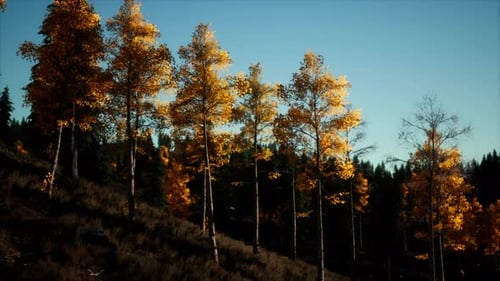 Berg-Herbst-Landschaft mit gelbem Wald