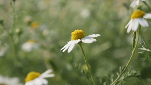 Shallow DOF Matricaria recutita plant slow-mo 1920X1080 HD footage - Slow motion common Chamomile w