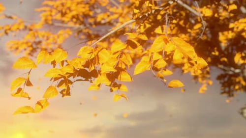 Autumn Tree Leaves Sky Background