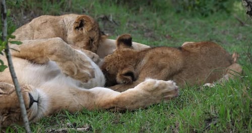 African Lion, panthera leo, Mother and Cub suckling, Masai Mara Park in Kenya, Real Time 4K