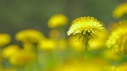 Cabeza de flor de diente de león enfocada en fondo verde natural 4K 2160p Vídeo UltraHD - Hermosa Taraxac