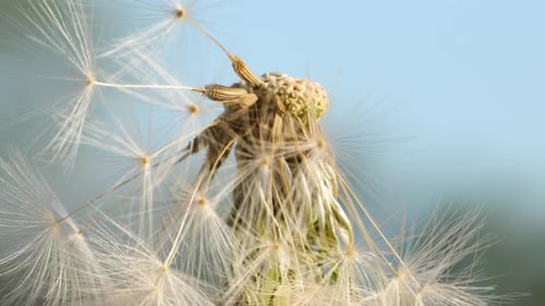 Macro shot of a Dandelion rotating