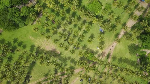 Lush Palm Tree Landscape Aerial View