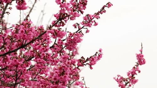 Pink Cherry Blossoms Blooming in Springtime