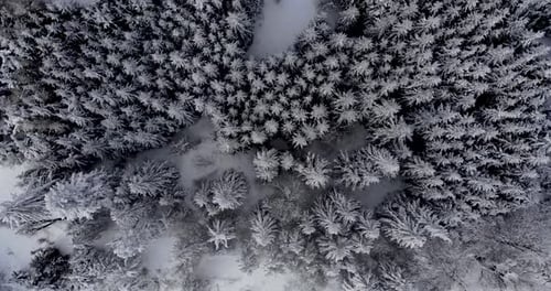 Aerial View of Snowy Forest in Winter