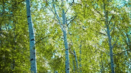 White Birch Trees in the Forest in Summer