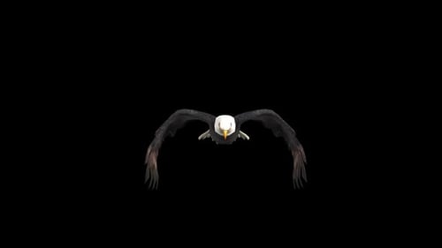 Eagle In Flight With Alpha Channel