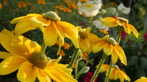 Garden with Rudbeckia hirta Irish Spring flower shallow DOF close-up petals and pistil 4K 3840X216