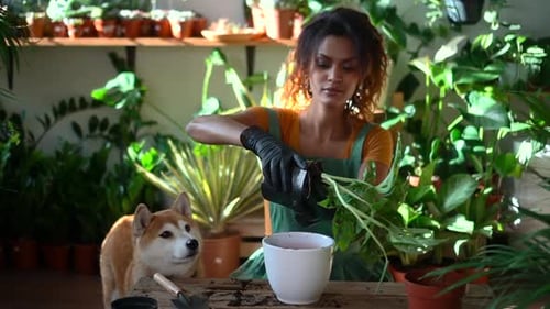 Woman Transplants Plant with Dog Indoors