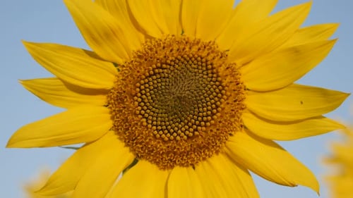 Close-up of Helianthus plant before sunset 3840X2160 UltraHD footage - Sunflower natural background