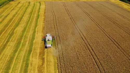 Combine harvesting wheat field. Aerial view on the combine working on wheat field