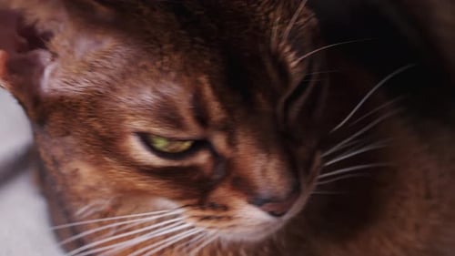 Adorable Brown Cat with Green Eyes