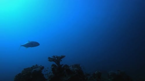 Blue Water Coral Reef Fish
