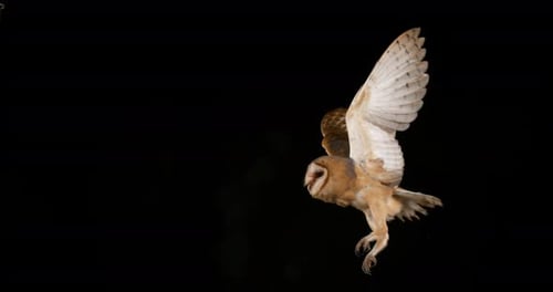 900168 Barn Owl, tyto alba, Adult in flight, Normandy, Slow Motion 4K