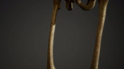 3D Human Skeleton Leg Bones Anatomy Scan Animation
