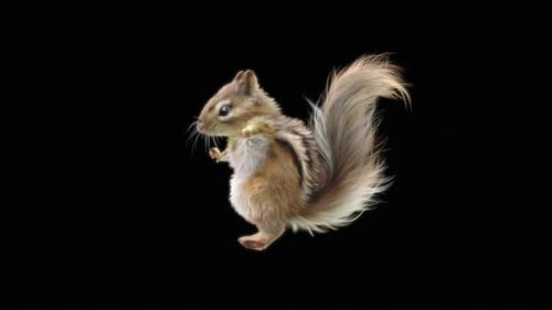 76 Chipmunk: Tanzen HD