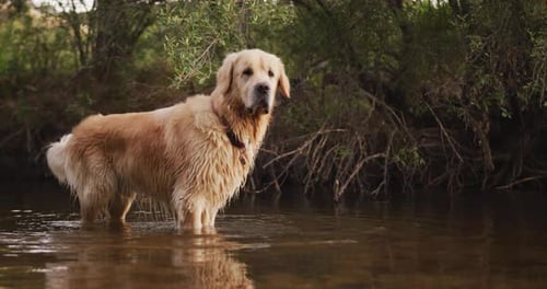 Dog on a river during a sunny day