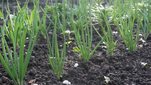 Green Onions During Ripening on Farm Garden