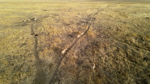 Wild Saiga Antelope Running. Herd of Antelope Running on Steppes To River. Hdr Slow Motion