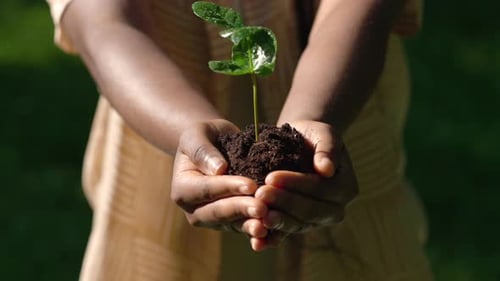 African Woman Holding Little Green Plant with Soil