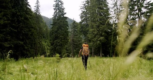 Backpacker Hiking Through Grassy Field in Forest