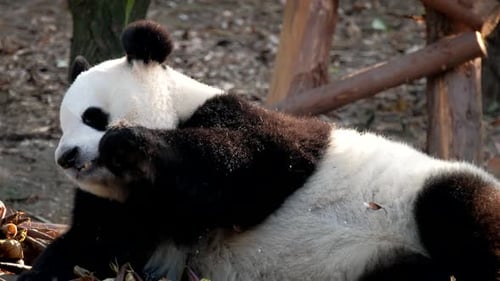 Cute Panda Eating Bamboo While Lying Down