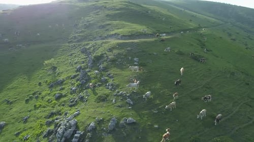 Grazing Cows on Top of the Mountain Hills