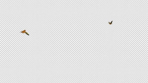 2 colibris - Ermite roux - Paire volant autour - Boucle transparente