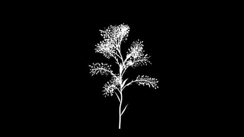Elegant Minimalist Line Art Plant Growing Animation