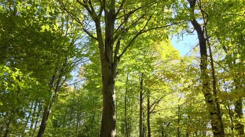 Brightly Illuminated with Sunlight Beams Green Forest with Lush Trees at Autumn Sunrise