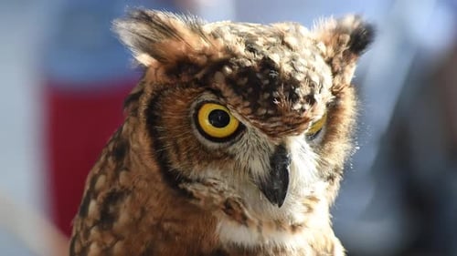 Owl Turning its Head and Looking Around