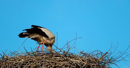 Cigogne blanche adulte Ciconia Ciconia assise dans un nid en journée ensoleillée de printemps