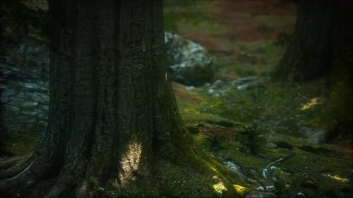 Tree Roots and Sunshine in a Green Forest with Moss