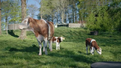 Clip de vaca y terneros en los prados abiertos por el campo