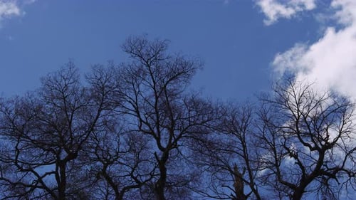 Bare Tree Branches Softly Swaying Against White Clouds and Blue Sky