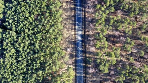 Road in the middle of forest, aerial view, Poland