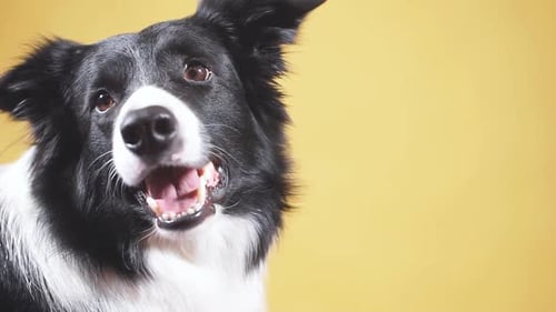 Border Collie Isolated on Yellow Background