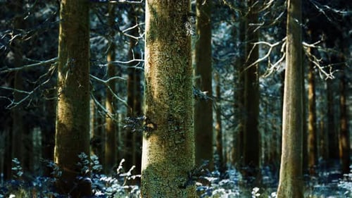 Snow Covered Conifer Forest at Sunny Day