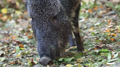 Le pécari du Chacoa (Catagonus wagneri) mange des feuilles