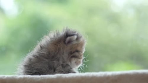 Close Up Of Cute Newborn Kitten Looking At Camera