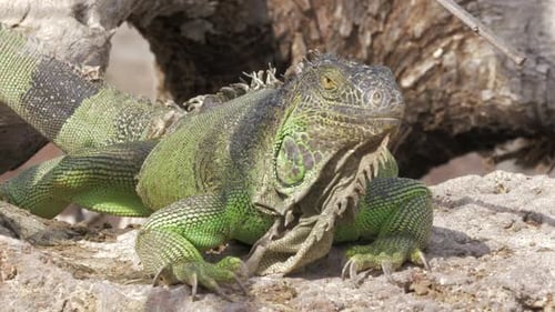 - Green Iguana Lying in the Sun