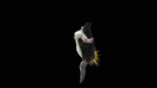 Penguin Dancing HD