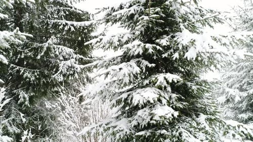 Winter Carpathian Fir Tree in the Snow.