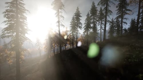 Sun Beams Through Trees