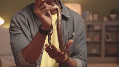 Serpent rat brun se tordant dans les mains du propriétaire