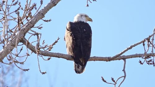 Bald Eagle watching the horizon from branch in a tree