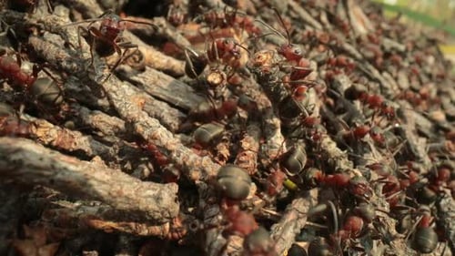 Wilder Ameisenhügel im Wald Super Makro Nahaufnahme