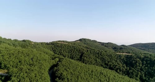 Drohnenaufnahme des großen grünen, dichten Waldes auf dem Land