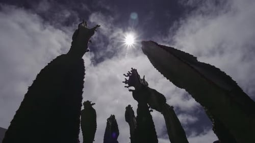 Timelapse of skyscape over the cactuses